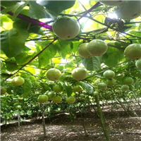 惠城区黄金百香果苗，惠州黄金百香果苗 