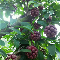 长寿果（老虎果）
