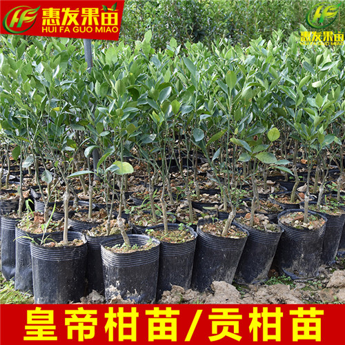 东莞皇帝柑苗价格，东莞皇帝柑苗，东莞果苗 