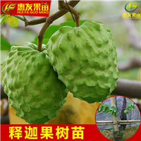 深圳凤梨释迦苗，深圳番鬼荔枝苗，深圳果苗 