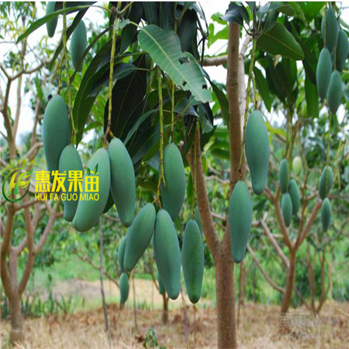 广东四季芒果苗基地，广东四季芒果苗，惠州四季芒果苗 