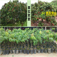 惠州无核荔枝苗，惠州荔枝苗，惠州果苗 