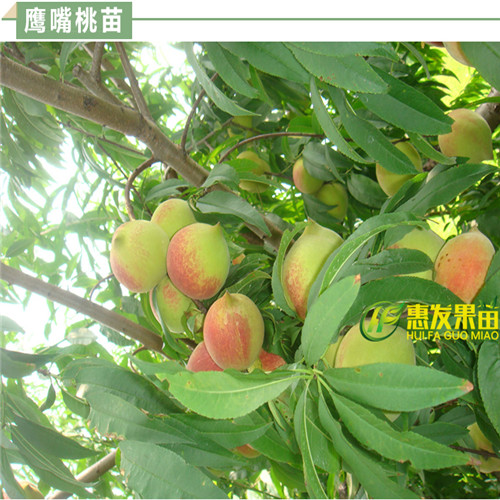 东莞鹰嘴桃苗，东莞鹰嘴桃苗 