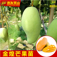 东莞金煌芒果苗，东莞芒果苗，东莞果树苗 