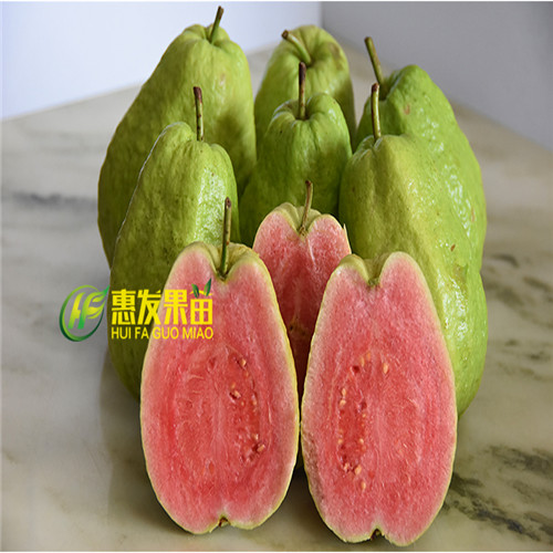 深圳红心番石榴苗，深圳番石榴苗，深圳果树苗 