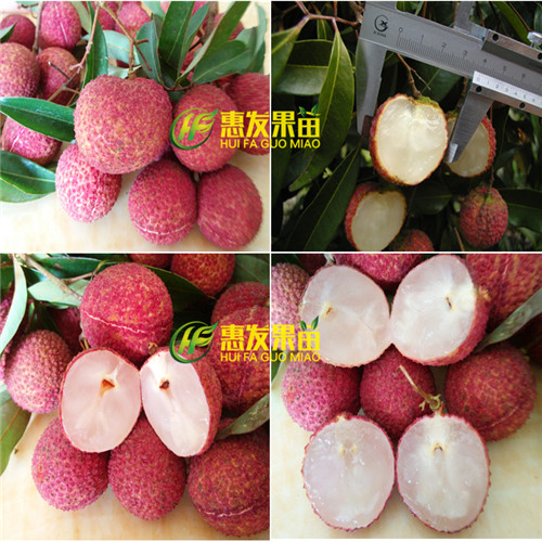 东莞无核荔枝苗，东莞荔枝苗，东莞果苗 