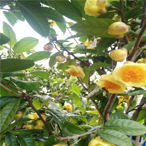 深圳**茶苗价格，深圳**茶苗批发 