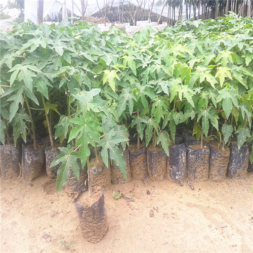 深圳红妃木瓜苗，东莞红妃木瓜苗，广东果苗 