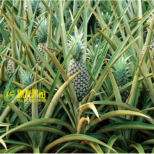 凤梨金钻菠萝价格；河源凤梨金钻菠萝 