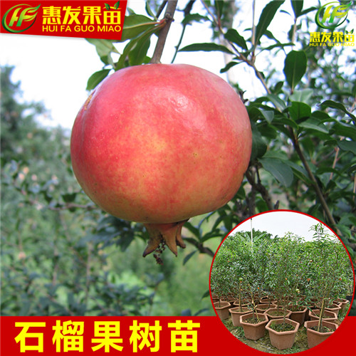 龙岗石榴苗，横岗石榴苗，深圳石榴苗基地 