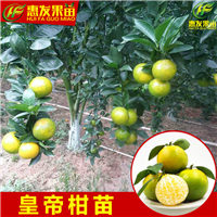 惠州皇帝柑苗基地，惠州皇帝柑苗，广东果苗 