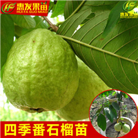 河源四季珍珠番石榴苗，河源珍珠番石榴苗，河源番石榴苗 