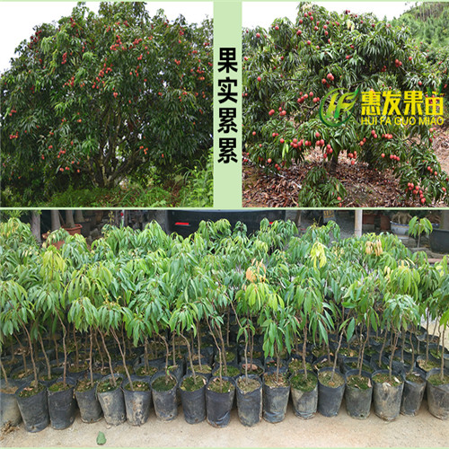 惠州无核荔枝苗，惠州荔枝苗，惠州果苗 