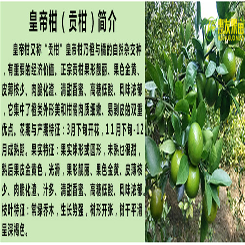 湛江皇帝柑苗批发，湛江皇帝柑苗，湛江果苗 