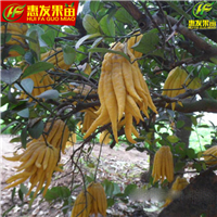 深圳佛手苗，东莞佛手苗，广东果苗 