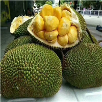 河源榴莲菠萝蜜苗，湛江榴莲菠萝蜜苗 