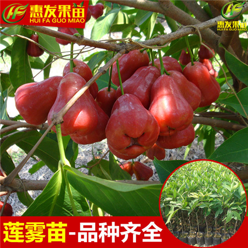 河源黑金钢莲雾苗，河源莲雾苗，河源果树苗 