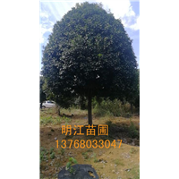 广西桂花树/桂林桂花树钦州种植园谈谈桂花树种植经验 