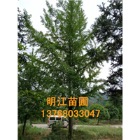 广西银杏树哪里可以买得到：银杏树栽培技术 