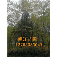 广西银杏树/桂林银杏树病虫害防治 