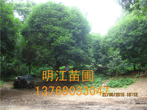 广西桂花种植技术 