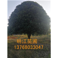 广西桂花树整形与修剪 