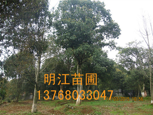 新品广西桂花树/桂林桂花树 