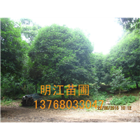 广西桂花树/桂林桂花树北海种植技术 