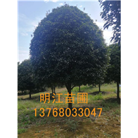 广西桂花树/桂林桂花树大树苗小树苗虫害的主要种类 