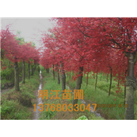 广西红枫桂林红枫全州红枫 