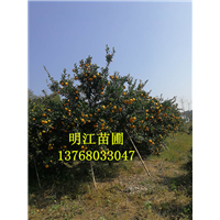 沙糖桔苗，南丰蜜桔，棉桔种植 