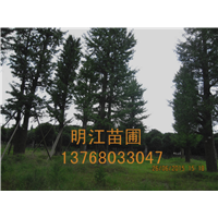 广西银杏树种子贮藏方法 