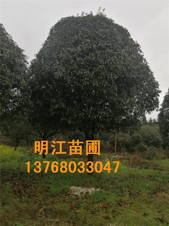 广西哪里可以买得好的桂花苗 