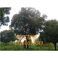 高品质桂林桂花树苗 