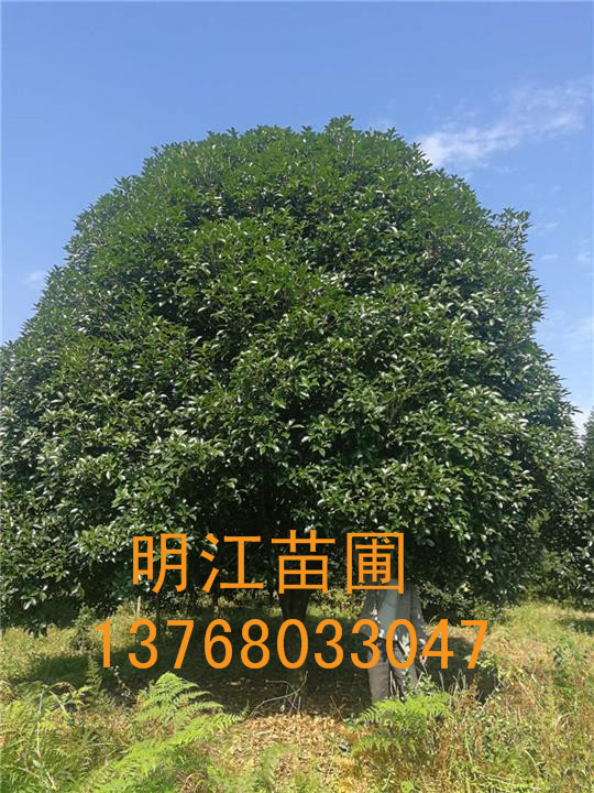 广西桂花树/桂林桂花树 越冬防寒 