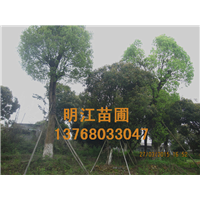 广西香樟价格 