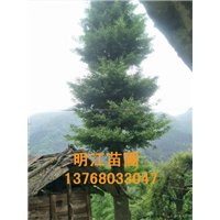好的广西银杏树就在全州县明江苗圃场 