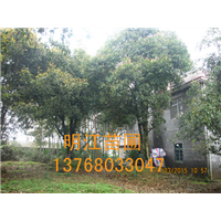 优质广西桂花树/桂林桂花树：古树整体复壮的关键技术 