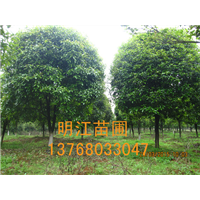 广西桂花树规格/桂林桂花树尺寸 