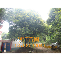 广西桂花树苗柳州批发店 