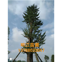 明江苗圃场给您供应优质价廉的广西银杏树 