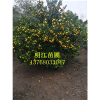 沙糖桔，南丰蜜桔，棉桔