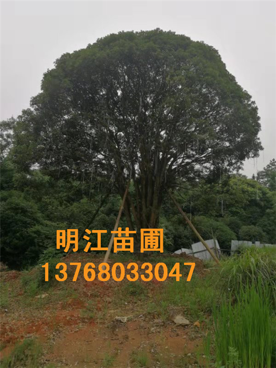 广西桂花树高清图 