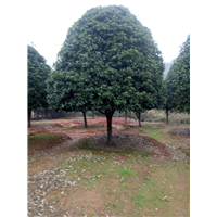 专业广西桂花树种植 广西桂花树批发 桂花树栽培 