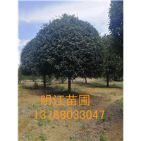 广西桂花树苗/桂林桂花树种苗种植的**季节为春天和秋天。 