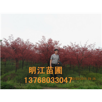 广西红枫种苗 