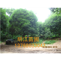 广西桂花种植技术 