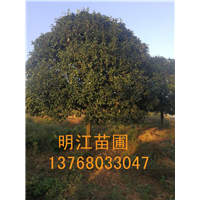 广西桂花树/桂林桂花树肥水管理 