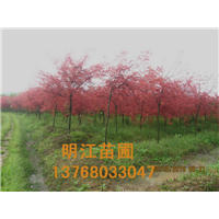 广西红枫供应红枫树桂林绿化苗木 