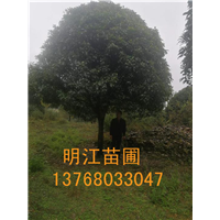 广西桂花网 广西桂花树批发 桂花树**价格 